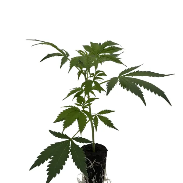 Wedding Cake (Original Sensible)