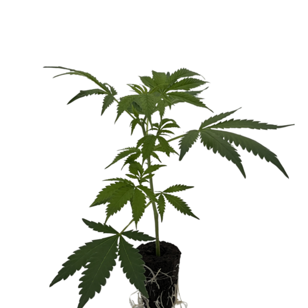 Rainbow Runtz PAX Genetix