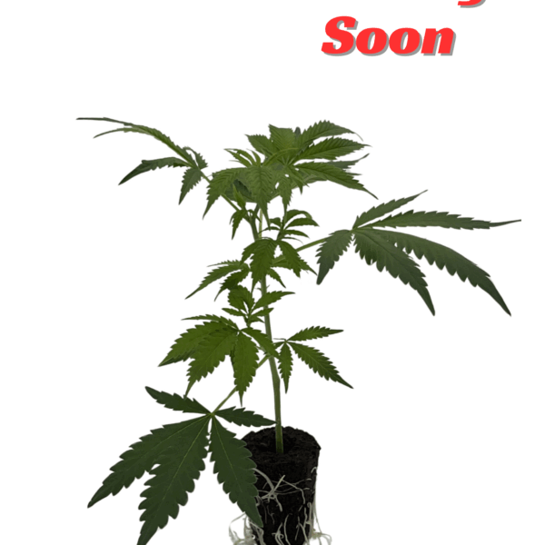 "Coming Soon" Banana Kush (Genpool)
